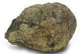 Sub-Adult Dinosaur (Triceratops) Occipital Condyle - Wyoming #377760-1